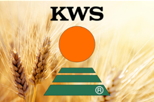 Пшеница KWS Лазули Б, 600кг