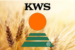 Пшеница KWS Стромболи Б, 600 кг