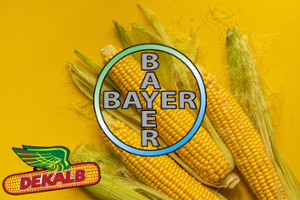 Царевица 490, DKC 5110, 50 000сем