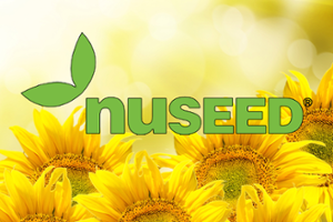 Слънчоглед N4H402 E