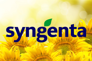 Слънчоглед Субелио HO SU 