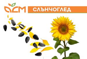 Уиш Топ 